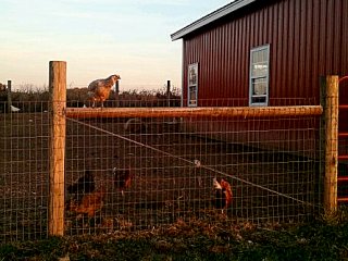 sunset chicken