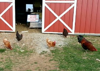 free range chickens