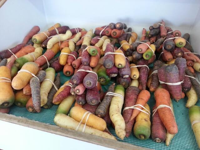 rainbow carrots at the farm