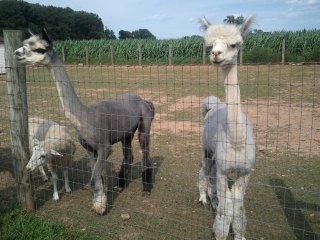 sheared llamas at the CSA