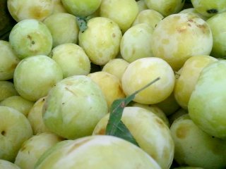Shiro plums, week 6