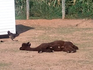 lounging llama